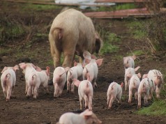 아프리카돼지열병이 발생한 헝가리산 돼지고기 수입금지